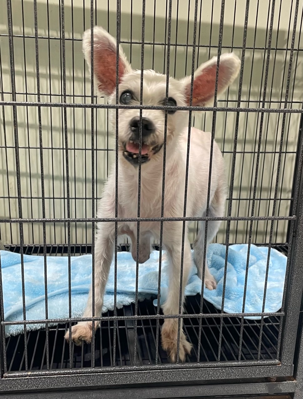 남양주시동물보호센터_441399202302279
